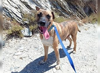 Luna, Boxer-Mischlingsmädchen sucht liebe Familie