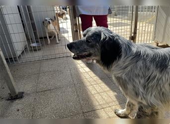 Lou - Ein Herz voll Hoffnung braucht eine helfende Hand