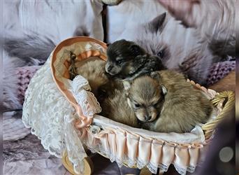 UPDATE! Yippie Yeah unsere Babys sind da, Lovely Heartbreaker liebevolle Pomeranian Züchter