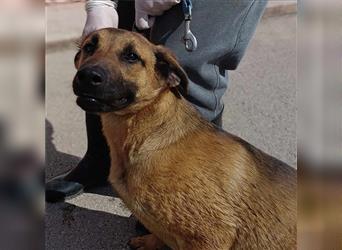 Rocco Malinois Mischlingsrüde Mischling Rüde Junghund sucht Zuhause oder Pflegestelle