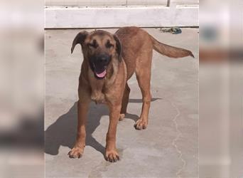 Rocco Malinois Mischlingsrüde Mischling Rüde Junghund sucht Zuhause oder Pflegestelle