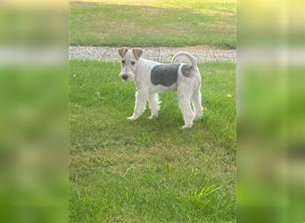 Drahthaar Foxterrier  Welpe.(Rüde)