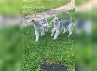 Drahthaar Foxterrier  Welpe.(Rüde)