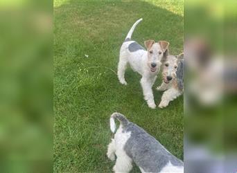 Drahthaar Foxterrier  Welpe.(Rüde)