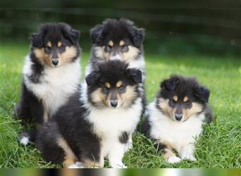 Tricolour Langhaar Collie Welpen englische Linie VDH /FCI suchen bald ein neues Zuhause