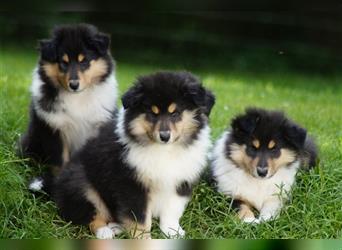 Tricolour Langhaar Collie Welpen englische Linie VDH /FCI suchen bald ein neues Zuhause