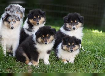 Tricolour Langhaar Collie Welpen englische Linie VDH /FCI suchen bald ein neues Zuhause