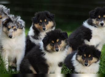 Tricolour Langhaar Collie Welpen englische Linie VDH /FCI suchen bald ein neues Zuhause