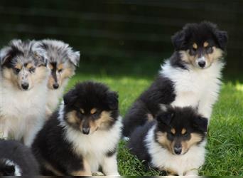 Tricolour Langhaar Collie Welpen englische Linie VDH /FCI suchen bald ein neues Zuhause