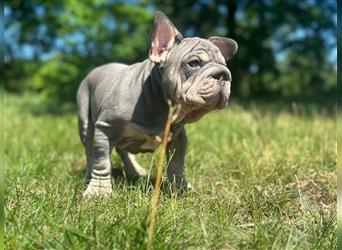 Typvolle gesunde freiatmende französische bulldoggen