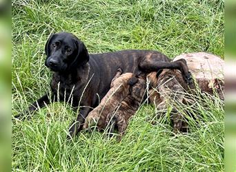 4 reinrassige Hannoversche Schweißhundwelpen