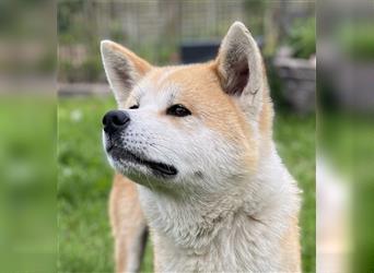 Akita Inu