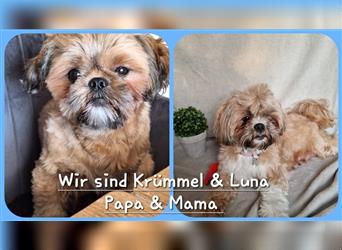 Reinrassige Shih Tzu Welpen neues Update