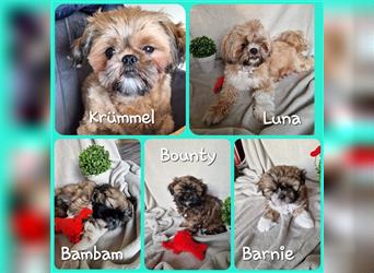 Reinrassige Shih Tzu Welpen neues Update