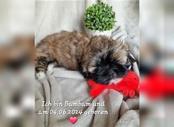 Reinrassige Shih Tzu Welpen neues Update