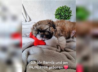 Reinrassige Shih Tzu Welpen neues Update