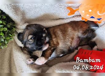 Reinrassige Shih Tzu Welpen neues Update