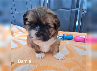 Reinrassige Shih Tzu Welpen neues Update