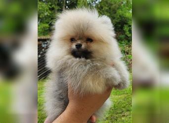 Pomeranian Boo Zwergspitz