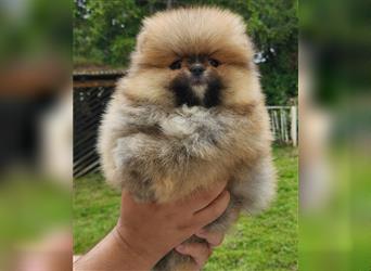 Pomeranian Boo Zwergspitz