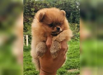 Pomeranian Boo Zwergspitz