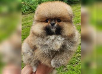 Pomeranian Boo Zwergspitz