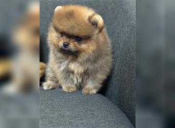 Pomeranian Boo Zwergspitz