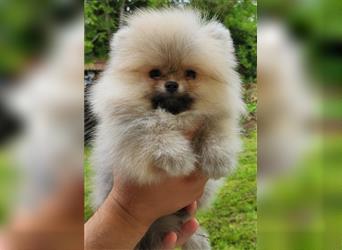 Pomeranian Boo Zwergspitz