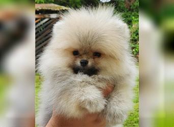 Pomeranian Boo Zwergspitz