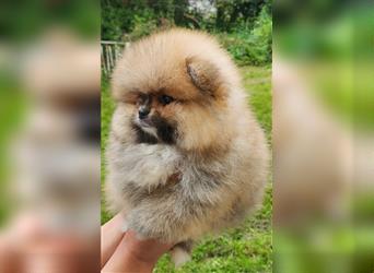 Pomeranian Boo Zwergspitz