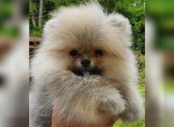 Pomeranian Boo Zwergspitz