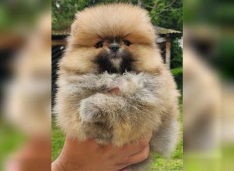 Pomeranian Boo Zwergspitz