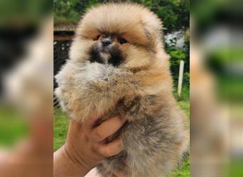 Pomeranian Boo Zwergspitz