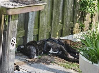 Cara - aufgewecktes Hundemädchen sucht ihr Glück