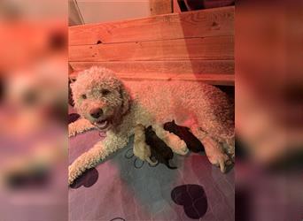 Lagotto Romagnolo Welpen reinrassig