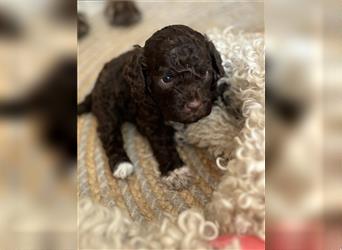 Lagotto Romagnolo Welpen reinrassig