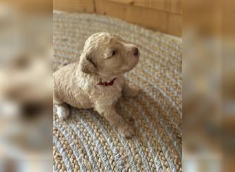 Lagotto Romagnolo Welpen reinrassig