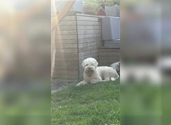 Lagotto Romagnolo Welpen reinrassig