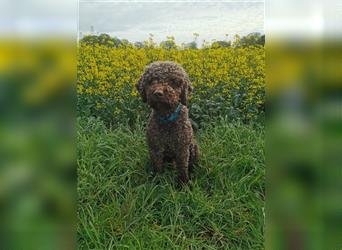 Lagotto Romagnolo Welpen reinrassig