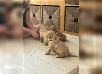 Lagotto Romagnolo Welpen reinrassig