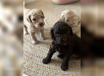 Lagotto Romagnolo Welpen reinrassig