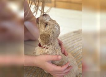 Lagotto Romagnolo Welpen reinrassig