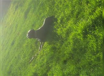 Cane corso blue merle