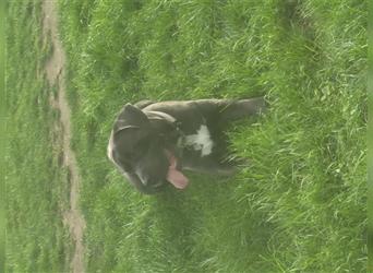 Cane corso blue merle