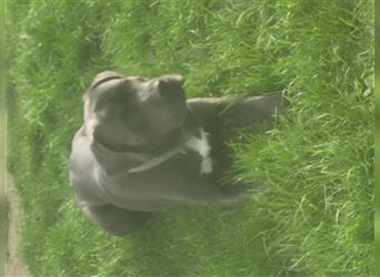 Cane corso blue merle