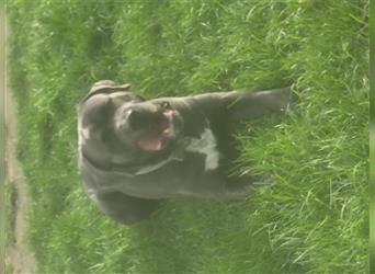 Cane corso blue merle