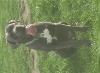 Cane corso blue merle