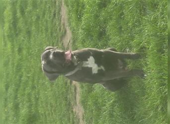 Cane corso blue merle