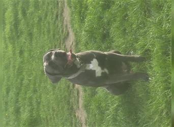 Cane corso blue merle