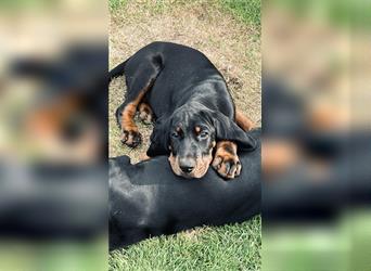 Black and Tan Coonhound Welpen